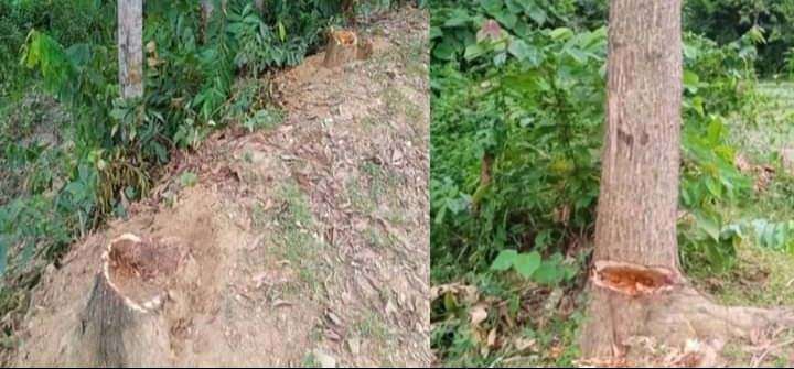 ভূমির সরকারি গাছ বিক্রি, কর্মকর্তার বিরুদ্ধে মামলা