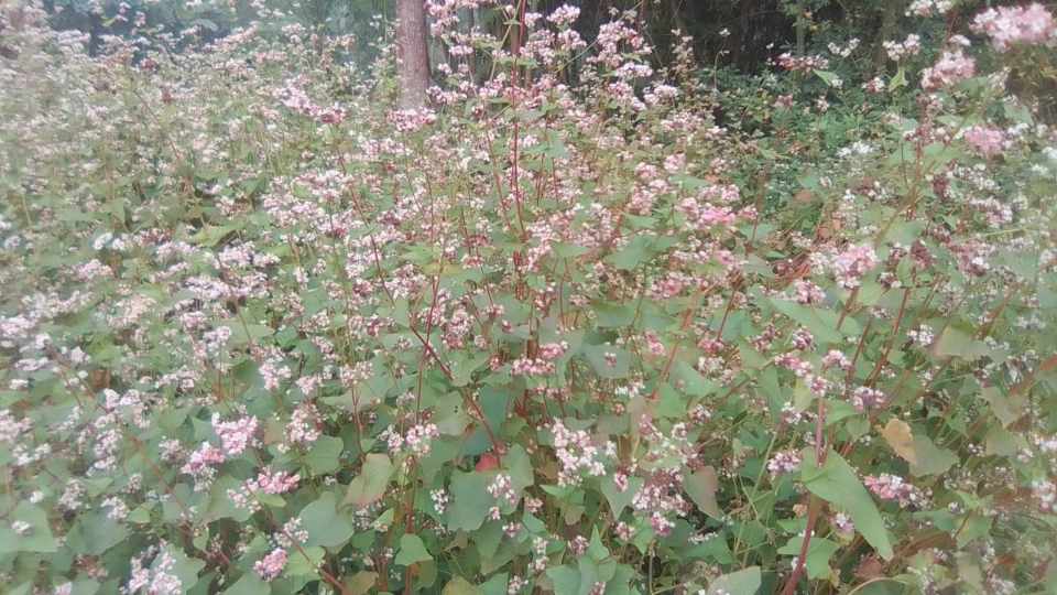 received_647836934417874