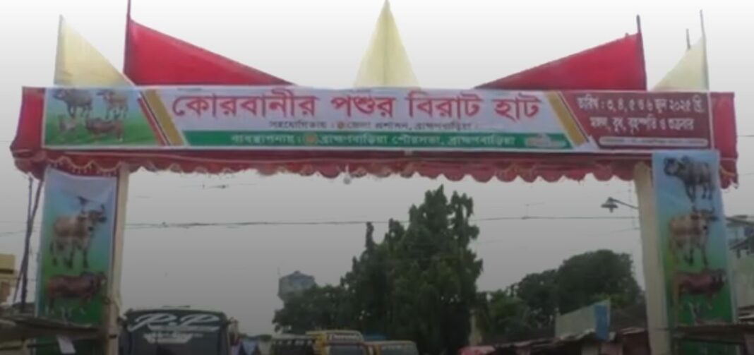 ব্রাহ্মণবাড়িয়ায় জমে উঠছে কোরবানীর পশুর হাট